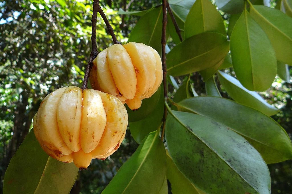 Garcinia Cambogia Isn’t Just for Weight Loss